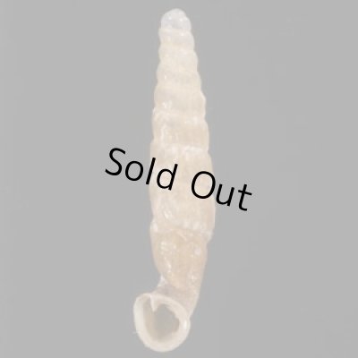 画像1: オルソンペルーギセル (仮称)