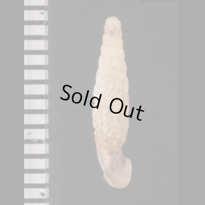 画像2: オルソンペルーギセル (仮称)