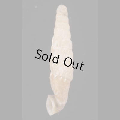 画像3: オルソンペルーギセル (仮称)