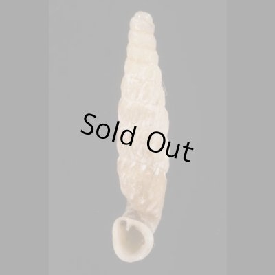 画像1: オルソンペルーギセル (仮称)