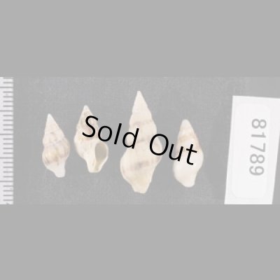 画像2: チャガスリツノマタ (仮称)