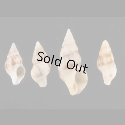 画像1: チャガスリツノマタ (仮称)