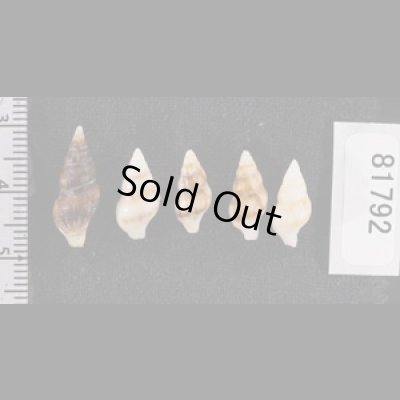 画像2: チャガスリツノマタ (仮称)