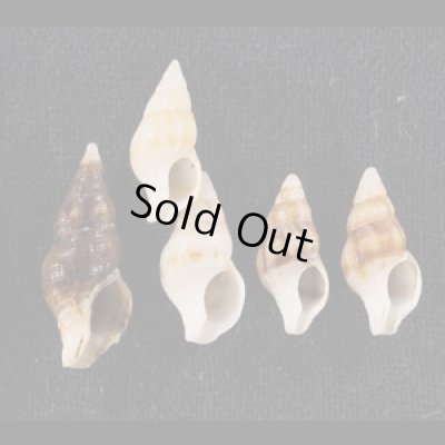 画像1: チャガスリツノマタ (仮称)