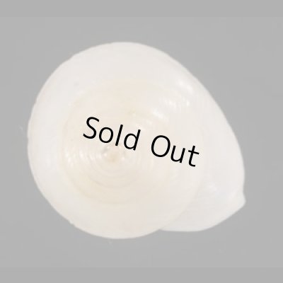 画像2: シロパプアマイマイ (仮称)