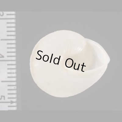 画像3: シロパプアマイマイ (仮称)