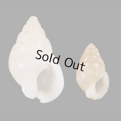 画像1: オカモトムシロ