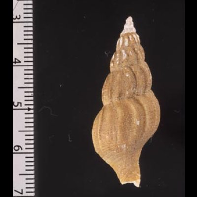 オオエゾシワバイ Plicifusus scissuratusfig.2
