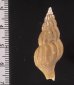 オオエゾシワバイ Plicifusus scissuratusfig.2