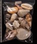 ジャワ島の貝殻セット fig.2