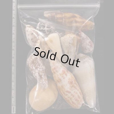 ジャワ島の貝殻セット fig.2