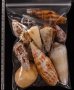 ジャワ島の貝殻セット fig.2