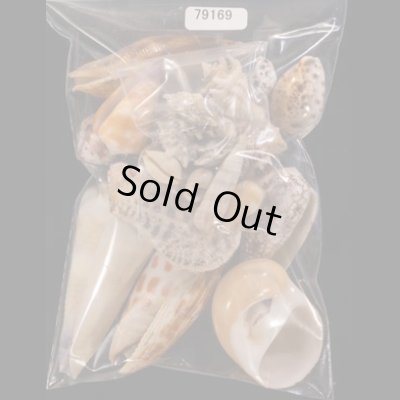 ジャワ島の貝殻セット fig.1