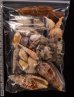 ジャワ島の貝殻セット fig.2