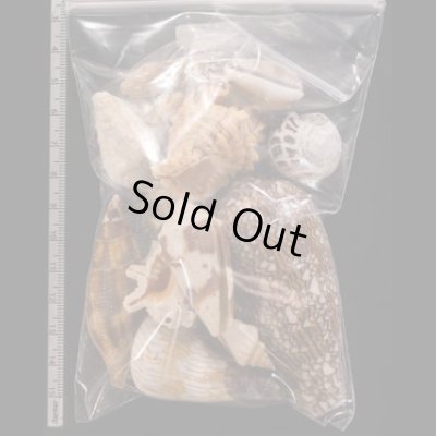 ジャワ島の貝殻セット fig.2