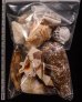 ジャワ島の貝殻セット fig.2