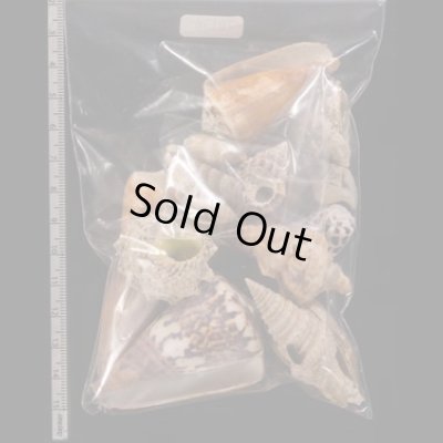 ジャワ島の貝殻セット fig.2