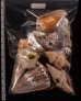 ジャワ島の貝殻セット fig.2