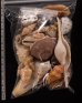 ジャワ島の貝殻セット fig.2