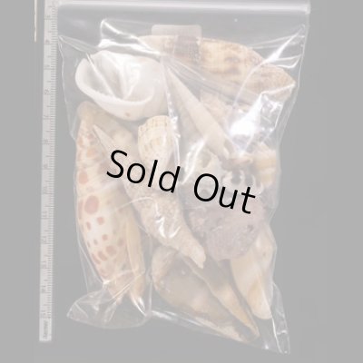 ジャワ島の貝殻セット fig.2