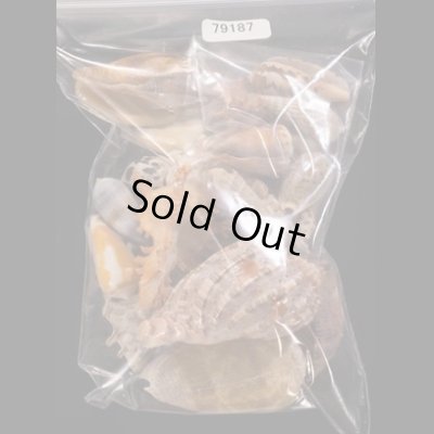 ジャワ島の貝殻セット fig.1