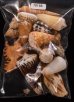 ジャワ島の貝殻セット fig.1