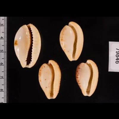 南アのタカラセット fig.2