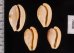南アのタカラセット fig.2