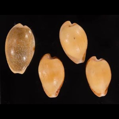 南アのタカラセット fig.1