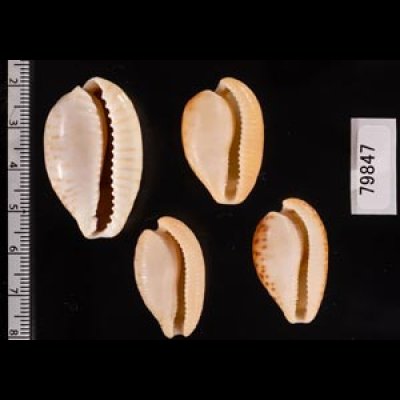 南アのタカラセット fig.2