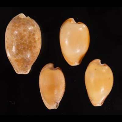 南アのタカラセット fig.1