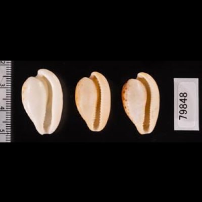 南アのタカラセット fig.2