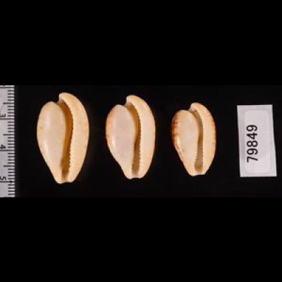 南アのタカラセット fig.2