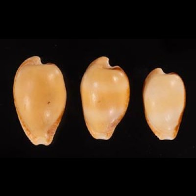 南アのタカラセット fig.1