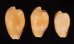 南アのタカラセット fig.1