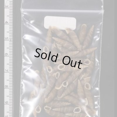 画像2: シーボルトコギセル　SALE!