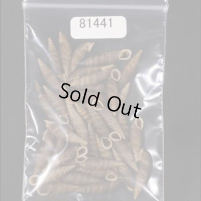 画像1: シーボルトコギセル　SALE!