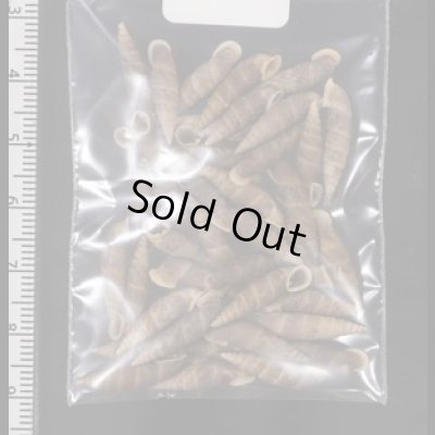 画像2: シーボルトコギセル  SALE!