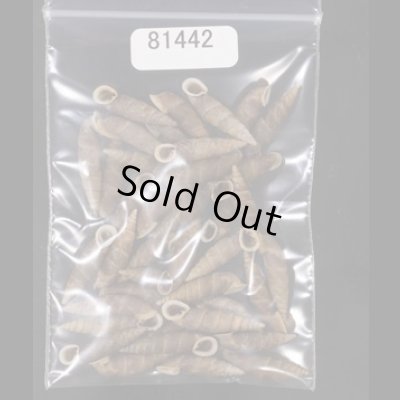 画像1: シーボルトコギセル  SALE!