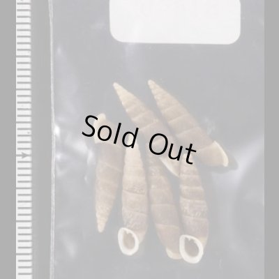 画像2: シーボルトコギセル　SALE!