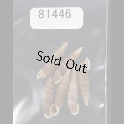 画像1: シーボルトコギセル　SALE!