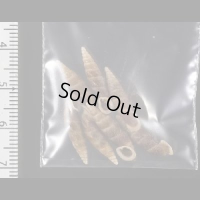 画像2: シーボルトコギセル