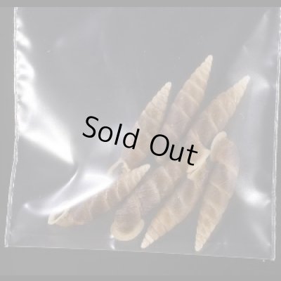 画像1: シーボルトコギセル