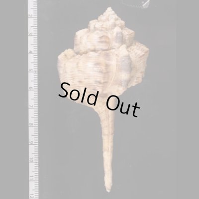 サツマツブリ Haustellum haustellumfig.2