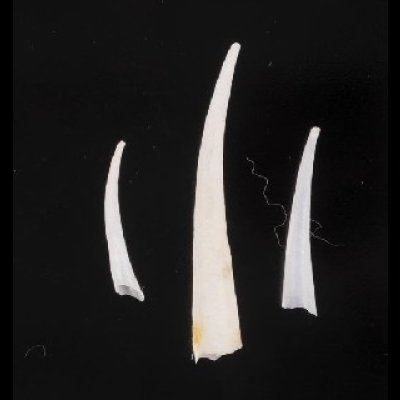 画像1: ミガキマルツノガイ