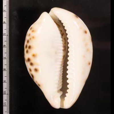 ホシダカラ Cypraea tigrisfig.2