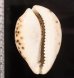 ホシダカラ Cypraea tigrisfig.2