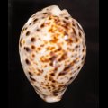 Cypraea tigris ホシダカラ