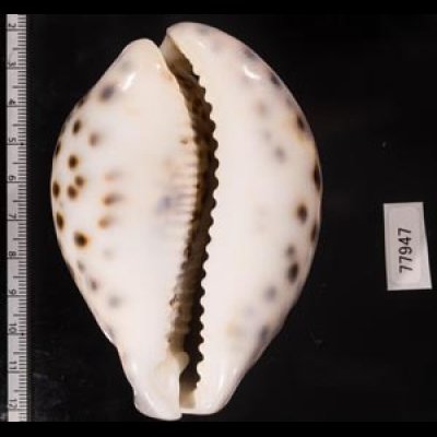 ホシダカラ(ハルマヘラ) Cypraea tigrisfig.2