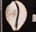 ホシダカラ(ハルマヘラ) Cypraea tigrisfig.2